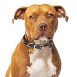 My Family Hundbricka Med Röd Staffordshire Bullterrier