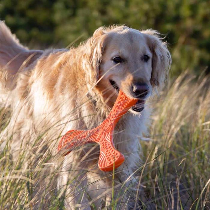 Frisbee för hund