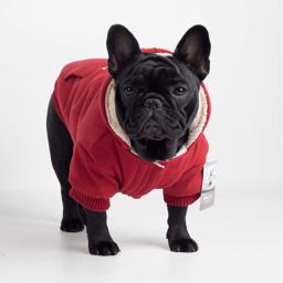 Canada Pooch Mysig huvtröja En snygg hoodie RÖD