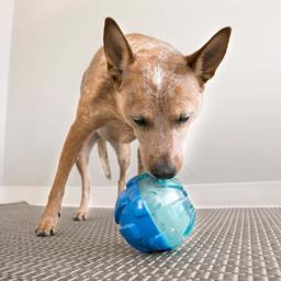King Rewards Ball Activation Ball för hunden i blått och turkos