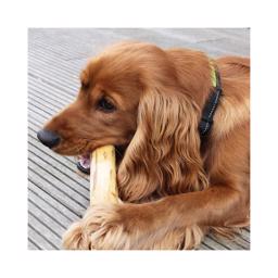 Canophera Coffee Tree Sustainable Chew Stick för din hund LITEN