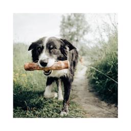 Canophera Coffee Tree Sustainable Chew Stick för din hund MEDIUM
