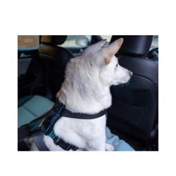 CarSafe Krocktestad Hundsele För Bilkörning Blue Black