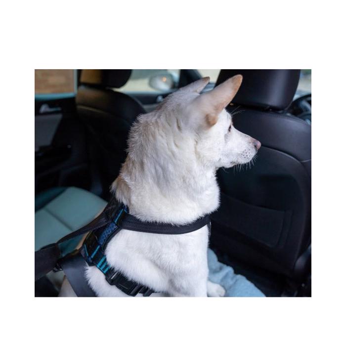 CarSafe Krocktestad hundsele för körning Blå Svart