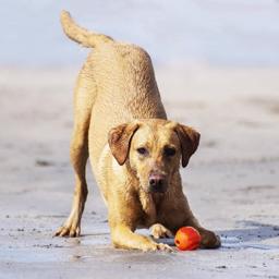 Chuckit Fetch Ball Härliga Bollar För All Lek 1-Pack ORANGE