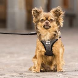 Curli Hundsele Merinoull Air-Mesh Svart Grå Mix