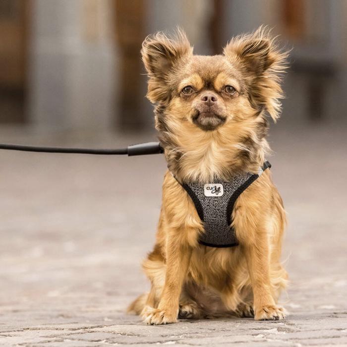 Curli Hundsele Merinoull Air-Mesh Svart Grå Mix