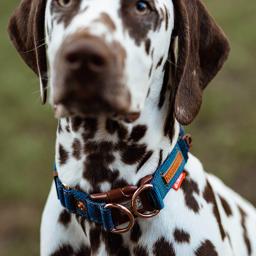 Ezydog Friday Collective Collar Double Up Velvet Demin