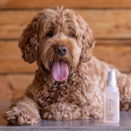 Greenfields spray hjælper dig med at træne din hund eller kat