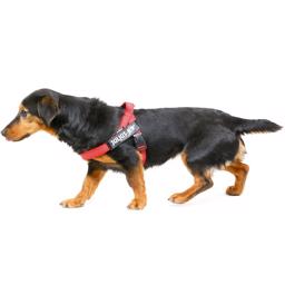 Julius K9 IDC Färg & Grå Hundsele Röd-Grå