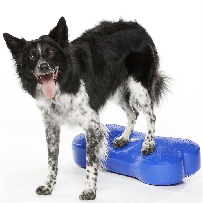 FitPaws K9 Fitbone Balans Träning För Hund Blue