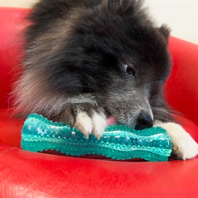 Kong Squeezz Dental Stick Lek och Tandrengöring 2i1