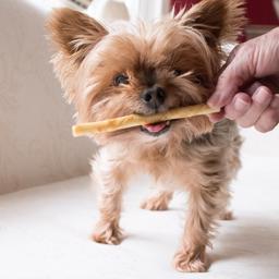 Earth Animal No-Hide Stix Dog American Beef 1 st