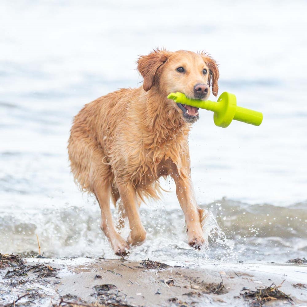 DogActivity MotAqua Hundträning i vatten