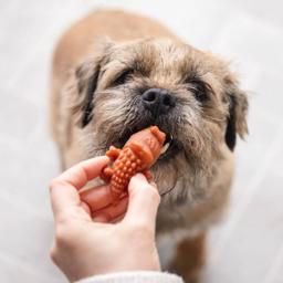 Whimzees Tuggummi Alligator LITEN Glutenfri Vegan 1 st