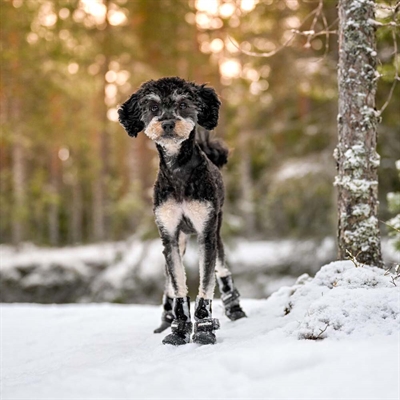 Finnero Halla Softshell Hundskor Skydda Din Hunds Tassar