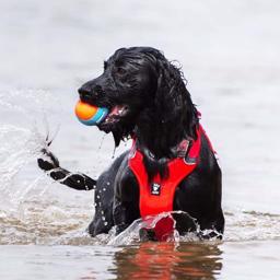 Chuckit Amphibious Fetch Balls 3 st En Flytta Boll