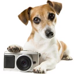 Ta en fotografering med ditt husdjur