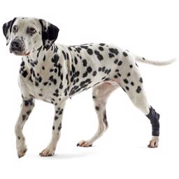 Kruuse Rehab Hamstringsskydd för hunden