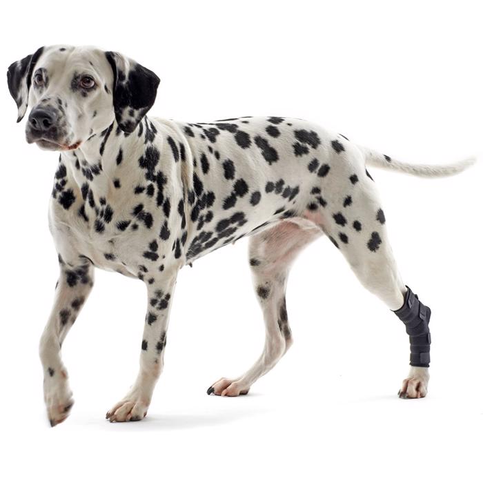 Kruuse Rehab Hamstringsskydd för hunden