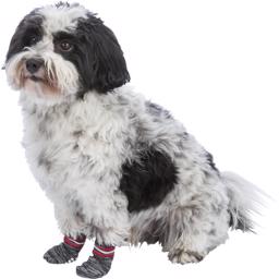 Grå smarta hundstrumpor