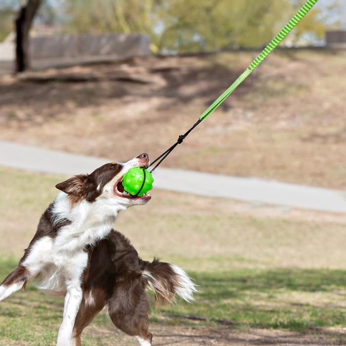 Jolly Tree Chews Ball med rep och bungee för skoj och spel