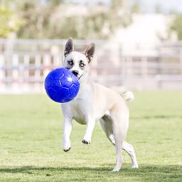 Jolly Pets Soccer Ball Blue Den ursprungliga hundfotbollen