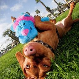 KONG Cozie Brights King The Purple Haired Lion Kära Oscar