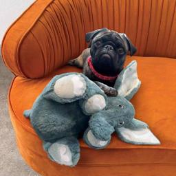 KONG Comfort Kiddos JUMBO Elephant XL För lekfulla hundar