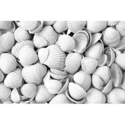 Dan Shells musselskal för kycklingar