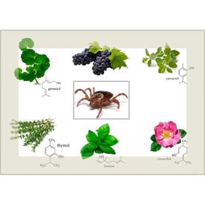 VitaPetz Förebyggande mot ohyra för hund Protect Spot-on Pipetter - JUN DATOVAROR