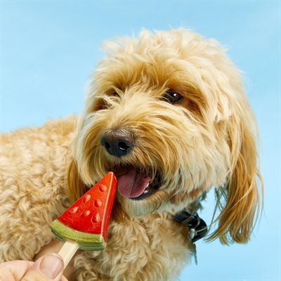 Pup Ice Fruktis Rolig hundglass med vattenmelon 3 st Small