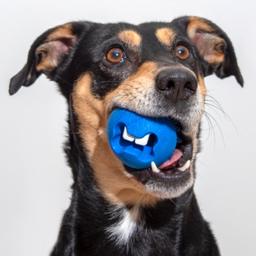 Rogz Dog Toys Yotz Fred Treat Ball Blue