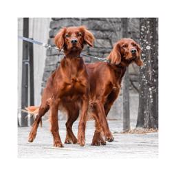 Seleverkstedet Twin Leash Koppel För Promenad Med Två Hundar 50cm