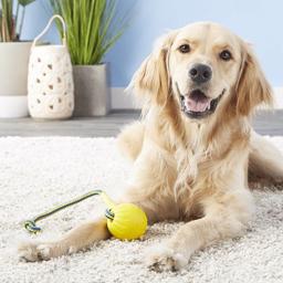 Starmark Foam Ball med Tov Dog Balls i toppklass
