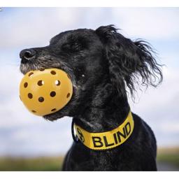 Trixie Holey Ball With Bell För Hundar Med Dålig Syn