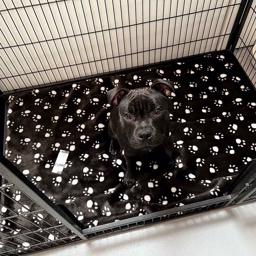 Hundfilt Svart Med Vita Tassavtryck Passar i Valphagen 120x80 cm