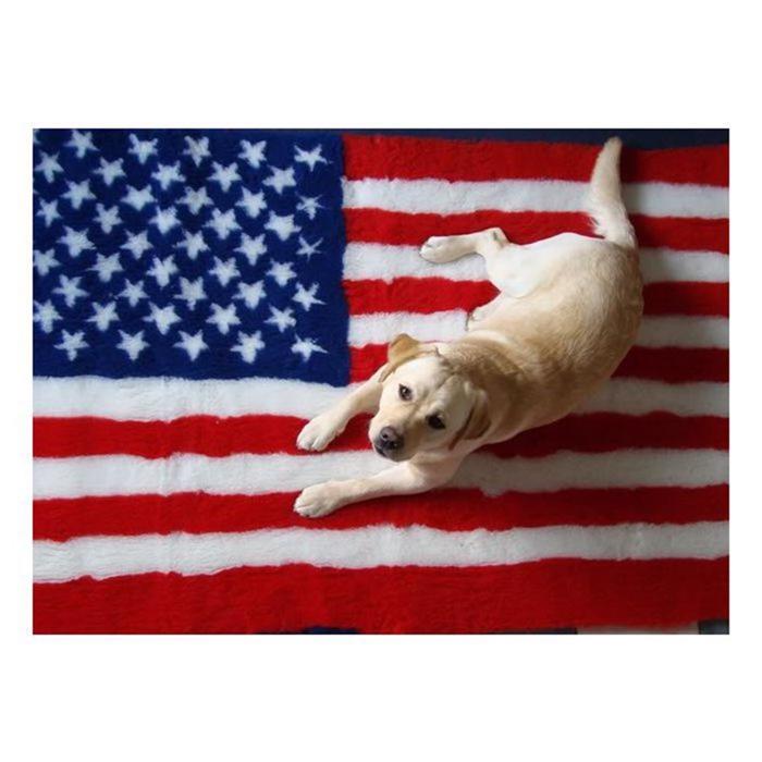 Veterinärsäng Original American Flag USA Modell 100x75 cm